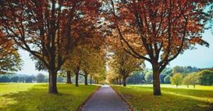 a photo of a road with fall foilage trees - Best Fall Destinations For a 3-week Trip