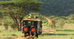 a picture of a safari truck with a guy sitting on top and a giraffe crossing the road in a savannah lands - 3 Weeks in Kenya Itinerary